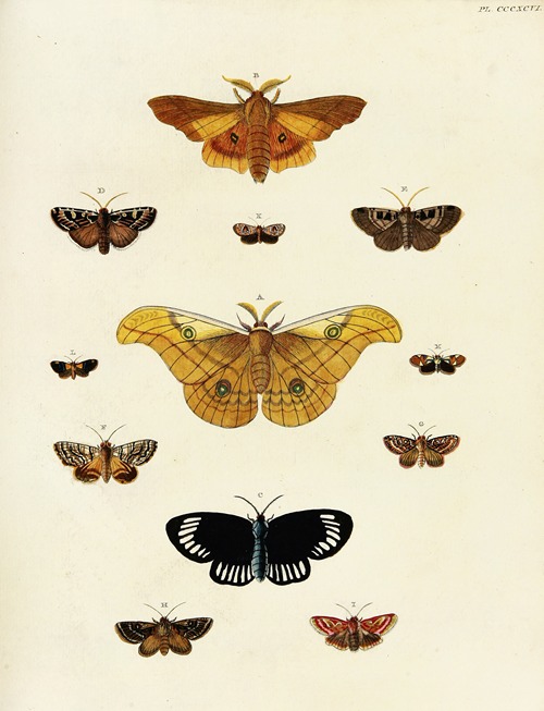 Foreign butterflies occurring in the three continents Asia, Africa and America Pl.201