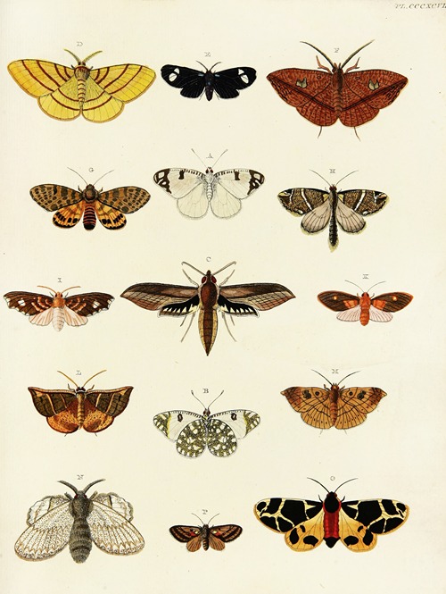 Foreign butterflies occurring in the three continents Asia, Africa and America Pl.202