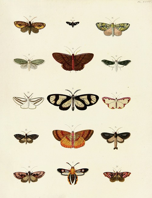 Foreign butterflies occurring in the three continents Asia, Africa and America Pl.205