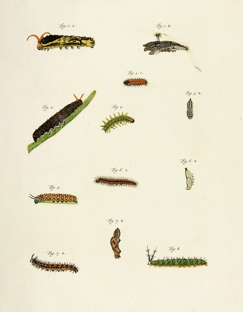Foreign butterflies occurring in the three continents Asia, Africa and America Pl.206