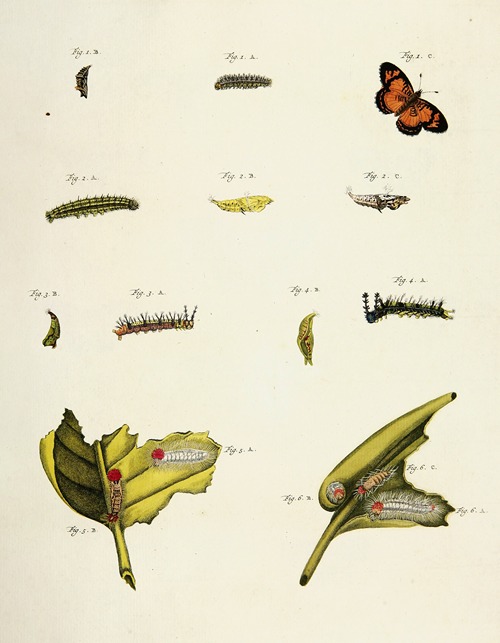 Foreign butterflies occurring in the three continents Asia, Africa and America Pl.209