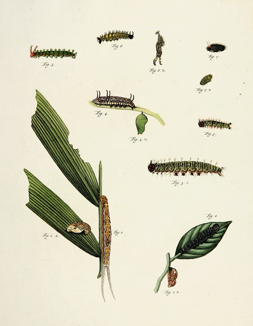 Foreign butterflies occurring in the three continents Asia, Africa and America Pl.211