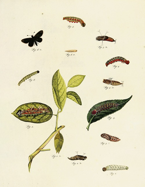 Foreign butterflies occurring in the three continents Asia, Africa and America Pl.212