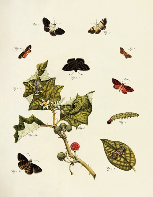 Foreign butterflies occurring in the three continents Asia, Africa and America Pl.213