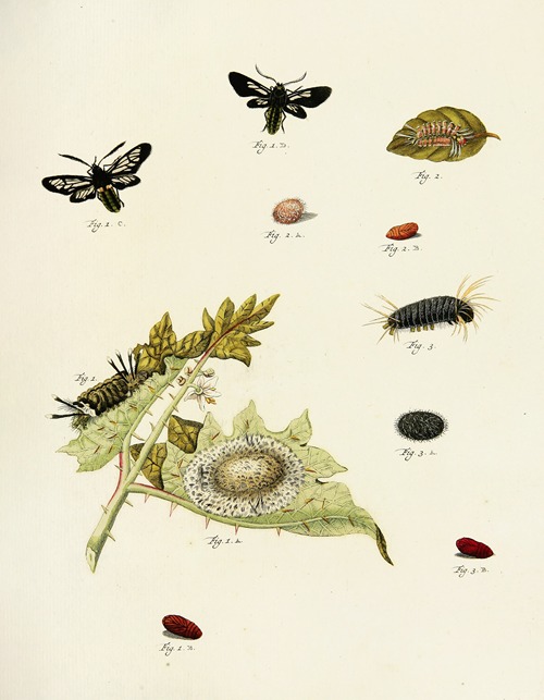 Foreign butterflies occurring in the three continents Asia, Africa and America Pl.216