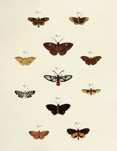 Foreign butterflies occurring in the three continents Asia, Africa and America Pl.217