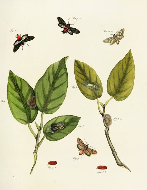 Foreign butterflies occurring in the three continents Asia, Africa and America Pl.219