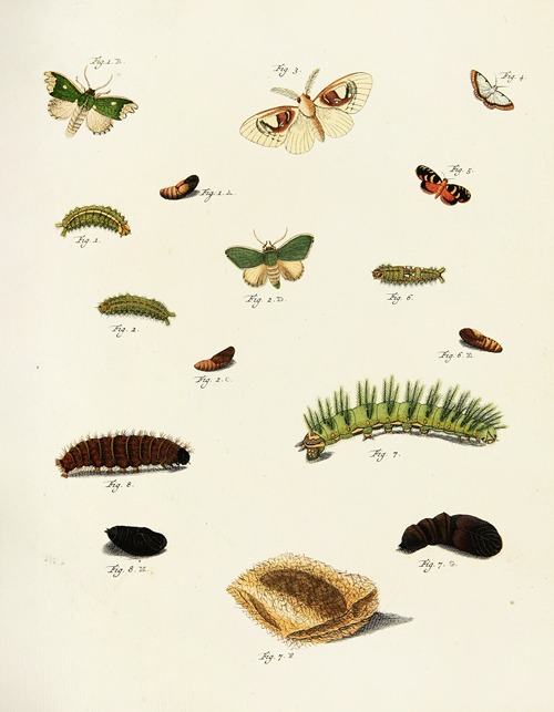 Foreign butterflies occurring in the three continents Asia, Africa and America Pl.221