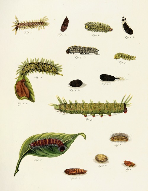 Foreign butterflies occurring in the three continents Asia, Africa and America Pl.222