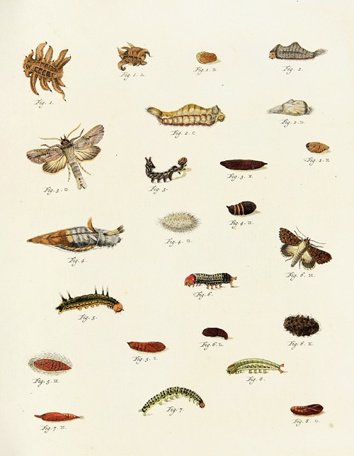 Foreign butterflies occurring in the three continents Asia, Africa and America Pl.223
