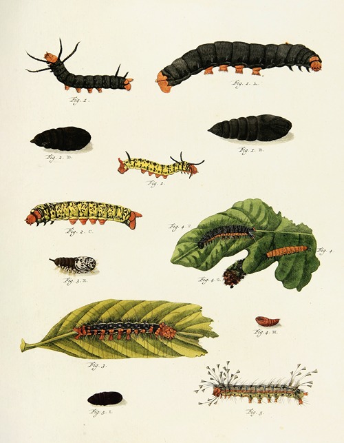 Foreign butterflies occurring in the three continents Asia, Africa and America Pl.224