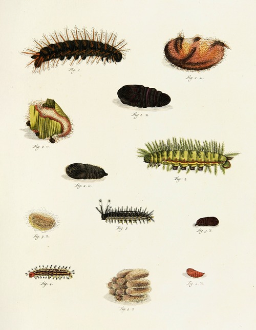 Foreign butterflies occurring in the three continents Asia, Africa and America Pl.225