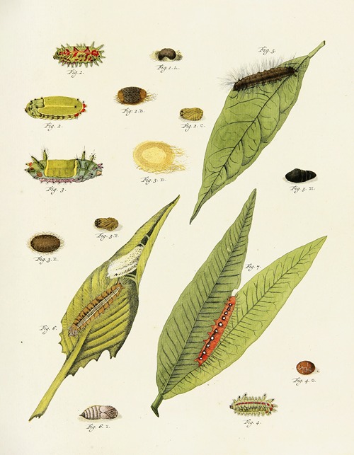 Foreign butterflies occurring in the three continents Asia, Africa and America Pl.226