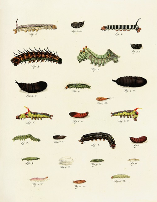 Foreign butterflies occurring in the three continents Asia, Africa and America Pl.227