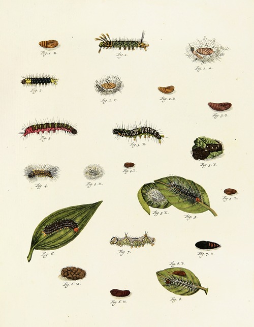 Foreign butterflies occurring in the three continents Asia, Africa and America Pl.228