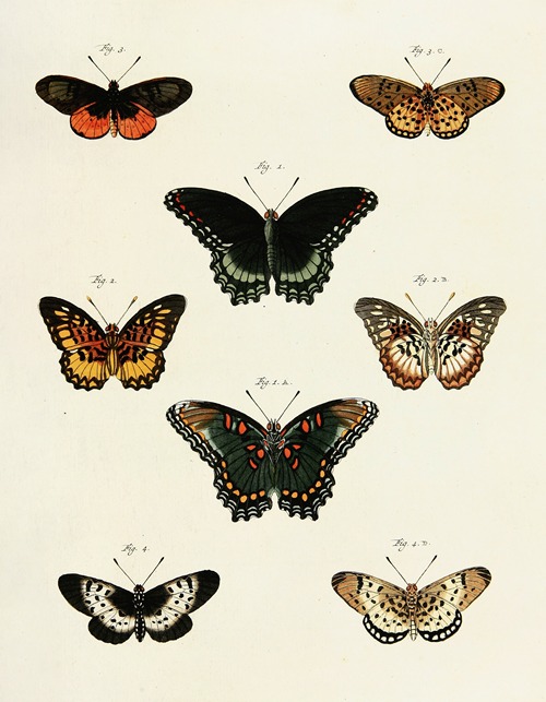 Foreign butterflies occurring in the three continents Asia, Africa and America Pl.230