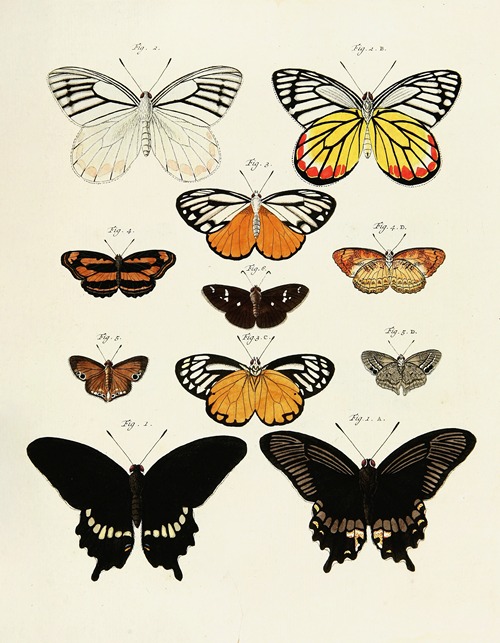 Foreign butterflies occurring in the three continents Asia, Africa and America Pl.238