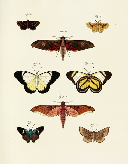 Foreign butterflies occurring in the three continents Asia, Africa and America Pl.240