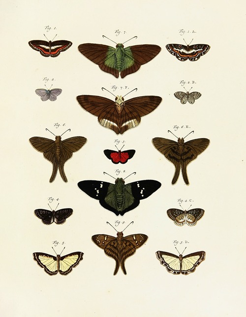 Foreign butterflies occurring in the three continents Asia, Africa and America Pl.244