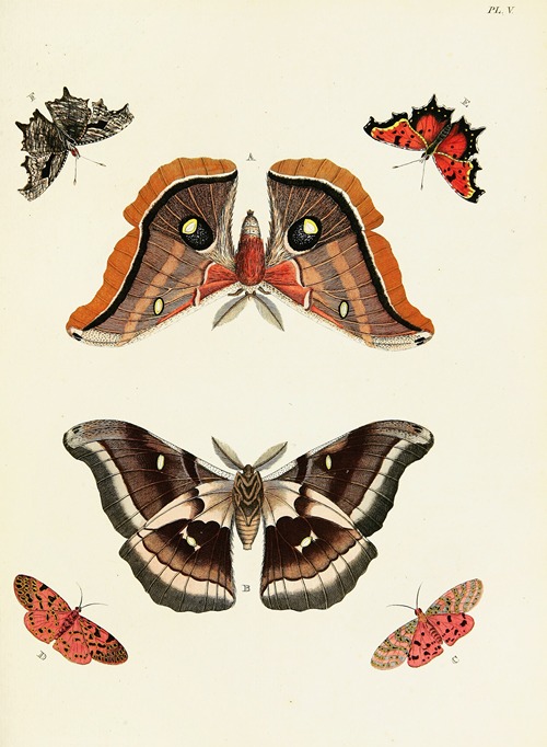 Foreign butterflies occurring in the three continents Asia, Africa and America Pl.252