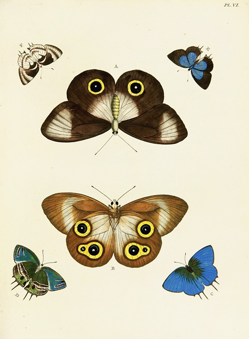 Foreign butterflies occurring in the three continents Asia, Africa and America Pl.253