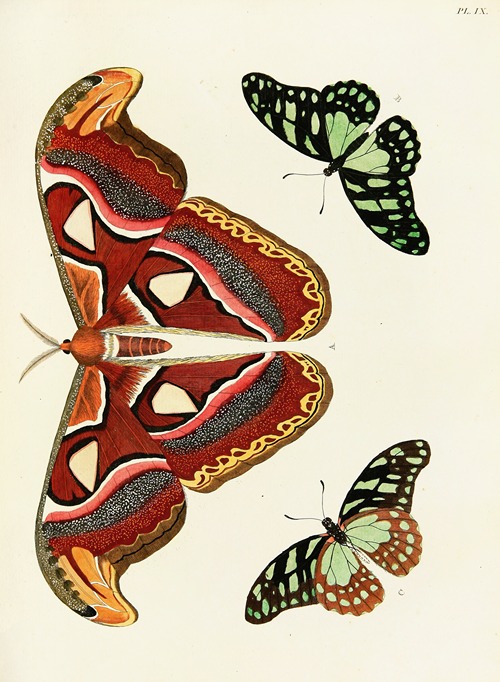 Foreign butterflies occurring in the three continents Asia, Africa and America Pl.256