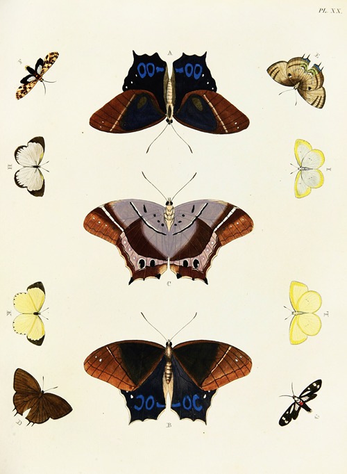 Foreign butterflies occurring in the three continents Asia, Africa and America Pl.267