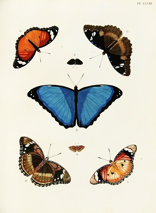 Foreign butterflies occurring in the three continents Asia, Africa and America Pl.275