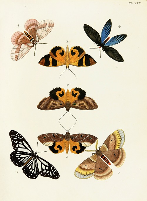 Foreign butterflies occurring in the three continents Asia, Africa and America Pl.277