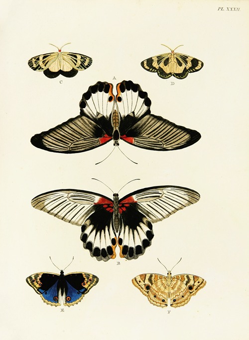 Foreign butterflies occurring in the three continents Asia, Africa and America Pl.279
