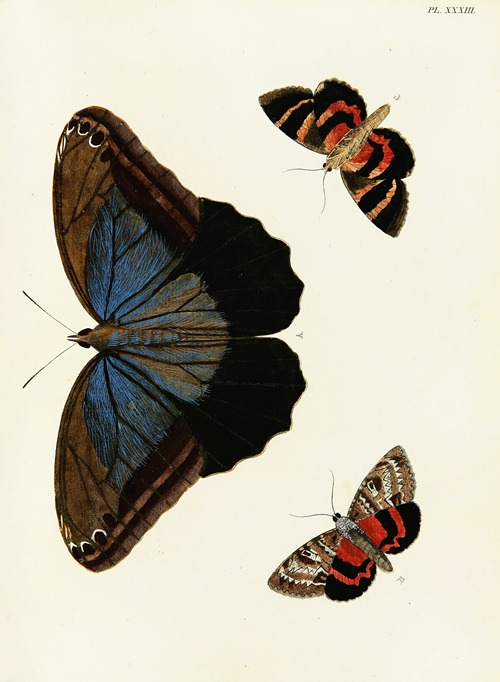 Foreign butterflies occurring in the three continents Asia, Africa and America Pl.280