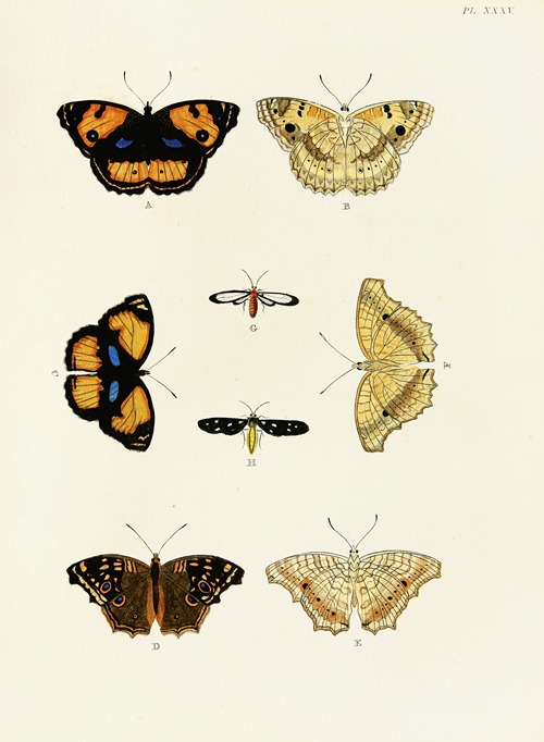Foreign butterflies occurring in the three continents Asia, Africa and America Pl.282