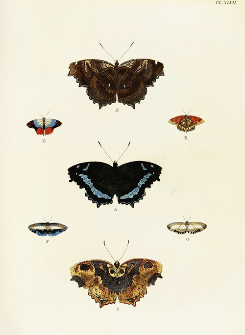 Foreign butterflies occurring in the three continents Asia, Africa and America Pl.294