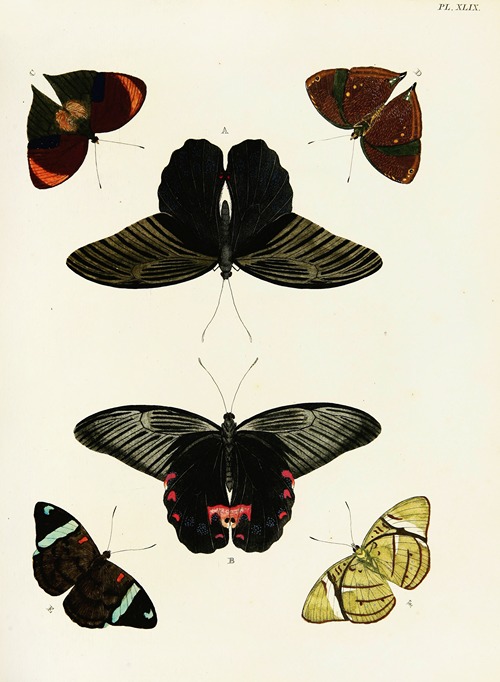 Foreign butterflies occurring in the three continents Asia, Africa and America Pl.296