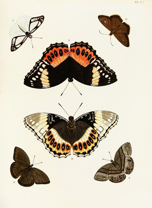 Foreign butterflies occurring in the three continents Asia, Africa and America Pl.307