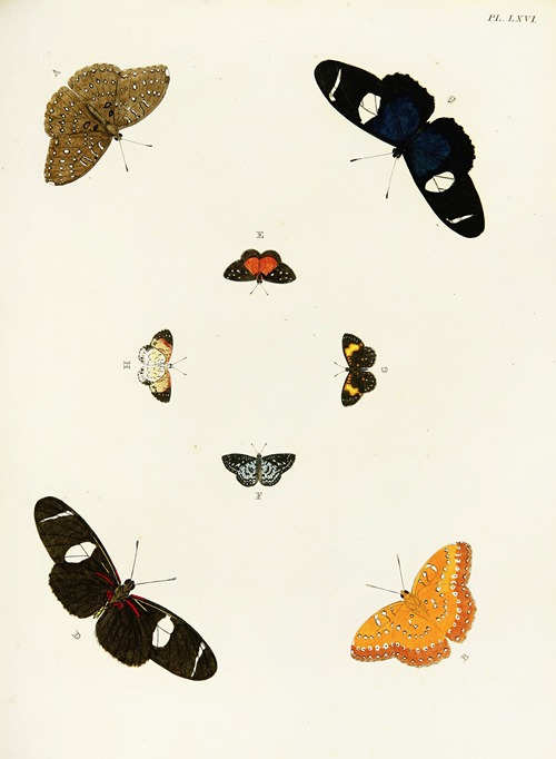 Foreign butterflies occurring in the three continents Asia, Africa and America Pl.313