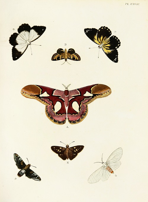 Foreign butterflies occurring in the three continents Asia, Africa and America Pl.315