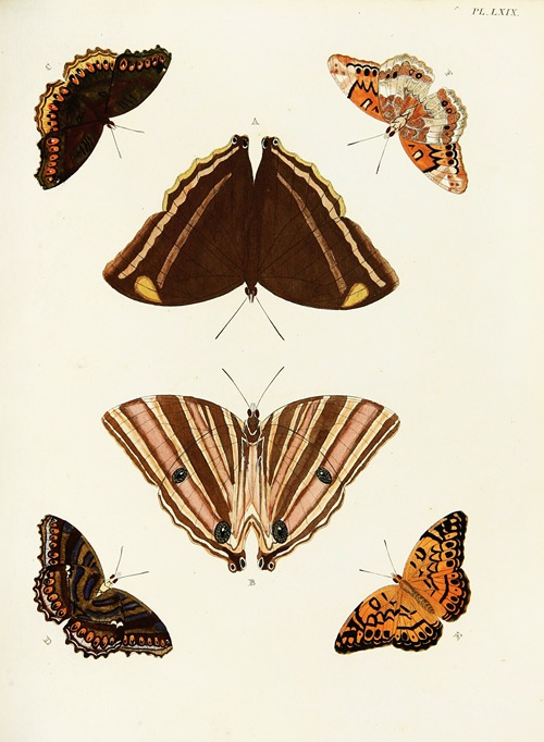 Foreign butterflies occurring in the three continents Asia, Africa and America Pl.316