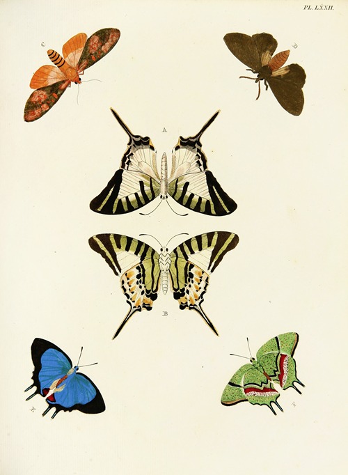 Foreign butterflies occurring in the three continents Asia, Africa and America Pl.319
