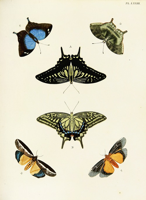 Foreign butterflies occurring in the three continents Asia, Africa and America Pl.320