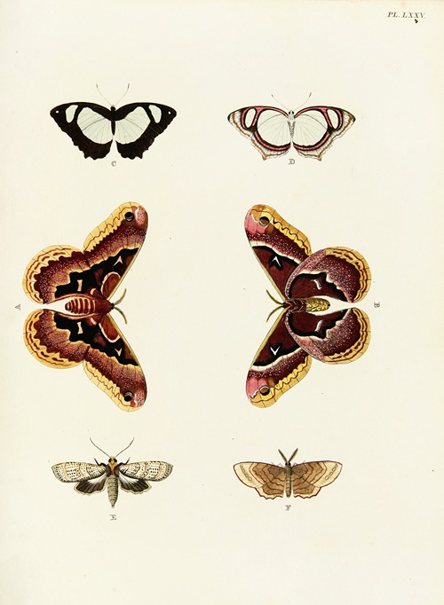 Foreign butterflies occurring in the three continents Asia, Africa and America Pl.322
