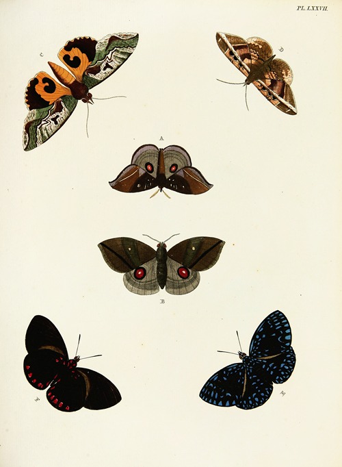 Foreign butterflies occurring in the three continents Asia, Africa and America Pl.324