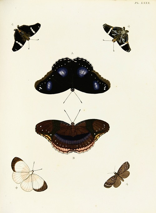 Foreign butterflies occurring in the three continents Asia, Africa and America Pl.327