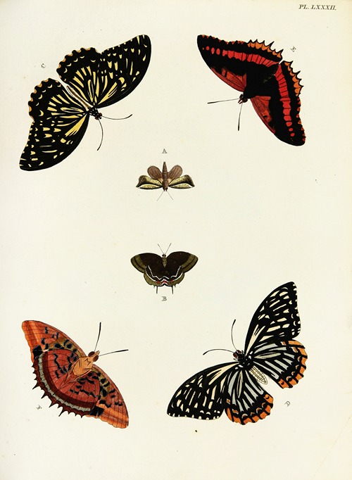 Foreign butterflies occurring in the three continents Asia, Africa and America Pl.329