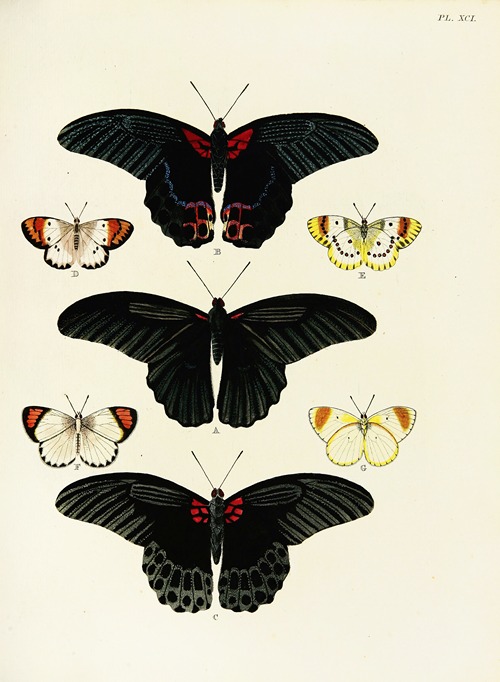 Foreign butterflies occurring in the three continents Asia, Africa and America Pl.338