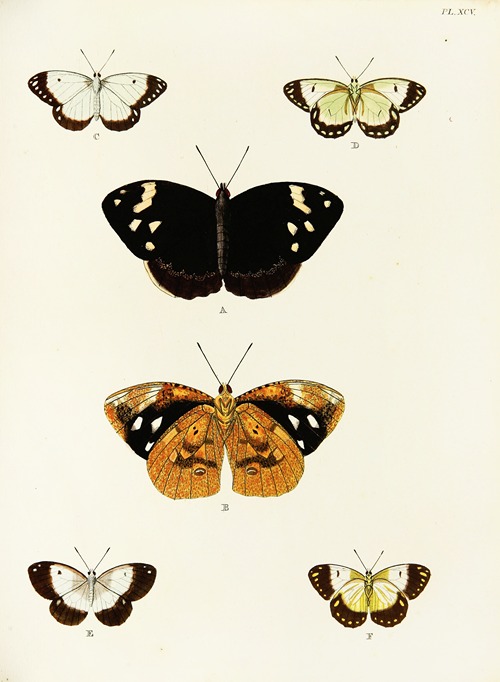 Foreign butterflies occurring in the three continents Asia, Africa and America Pl.342