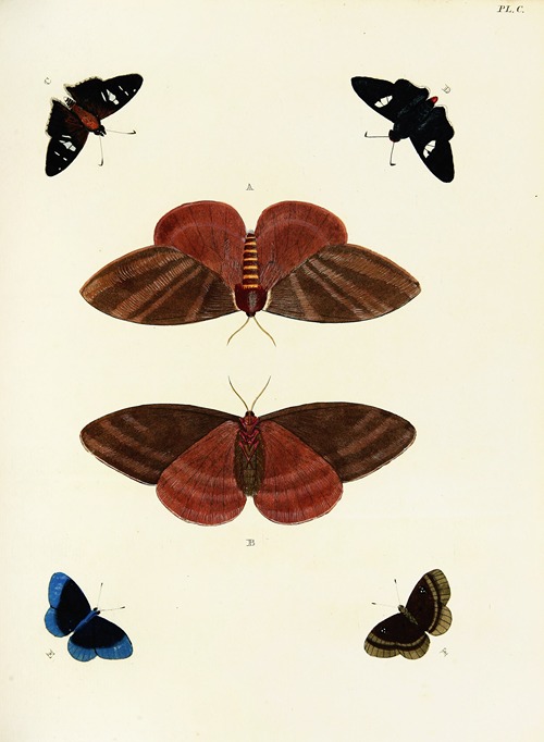 Foreign butterflies occurring in the three continents Asia, Africa and America Pl.347