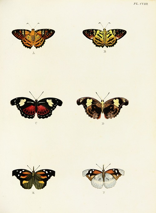Foreign butterflies occurring in the three continents Asia, Africa and America Pl.355