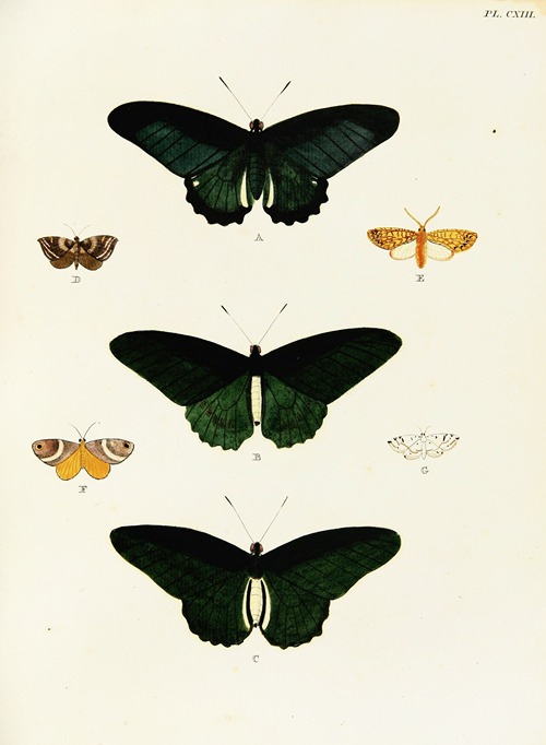 Foreign butterflies occurring in the three continents Asia, Africa and America Pl.360