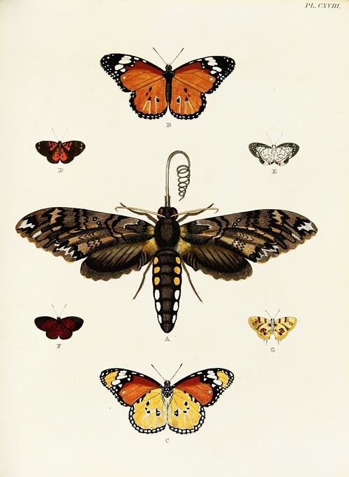 Foreign butterflies occurring in the three continents Asia, Africa and America Pl.365